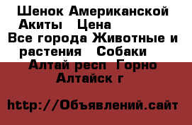 Шенок Американской Акиты › Цена ­ 35 000 - Все города Животные и растения » Собаки   . Алтай респ.,Горно-Алтайск г.